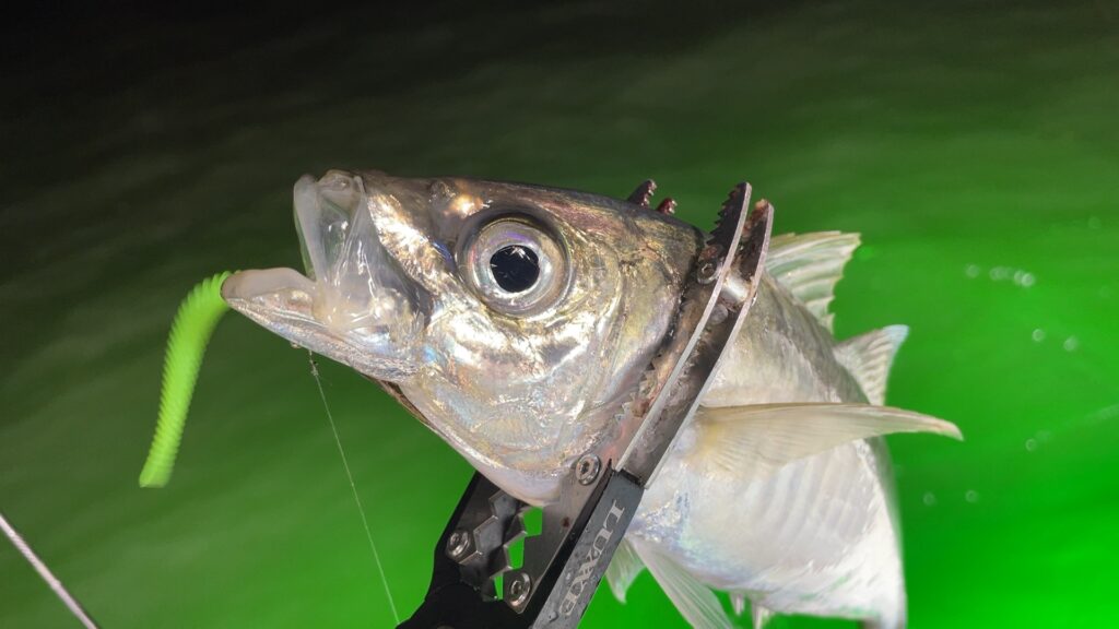 新潟東港沖でバチコンアジングで釣ったアジの写真。