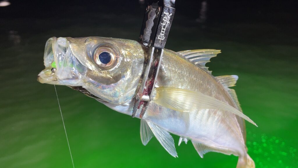 新潟東港夏のバチコンアジングで釣れた尺アジの写真。