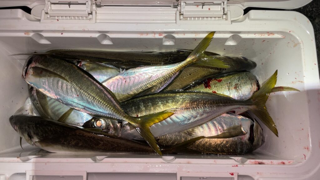 新潟東港のバチコンアジングで釣った尺アジの写真。