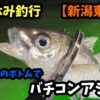 新潟東港沖水深50mのバチコンアジング釣行記事の写真。
