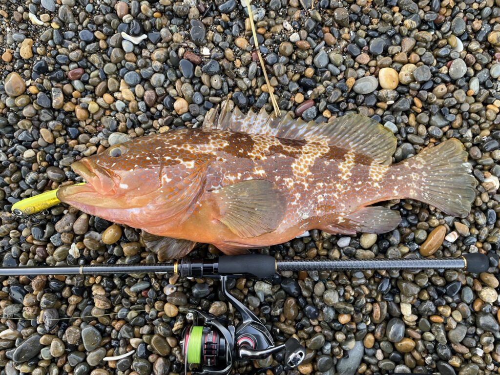 自己記録更新の46㎝のキジハタの写真。