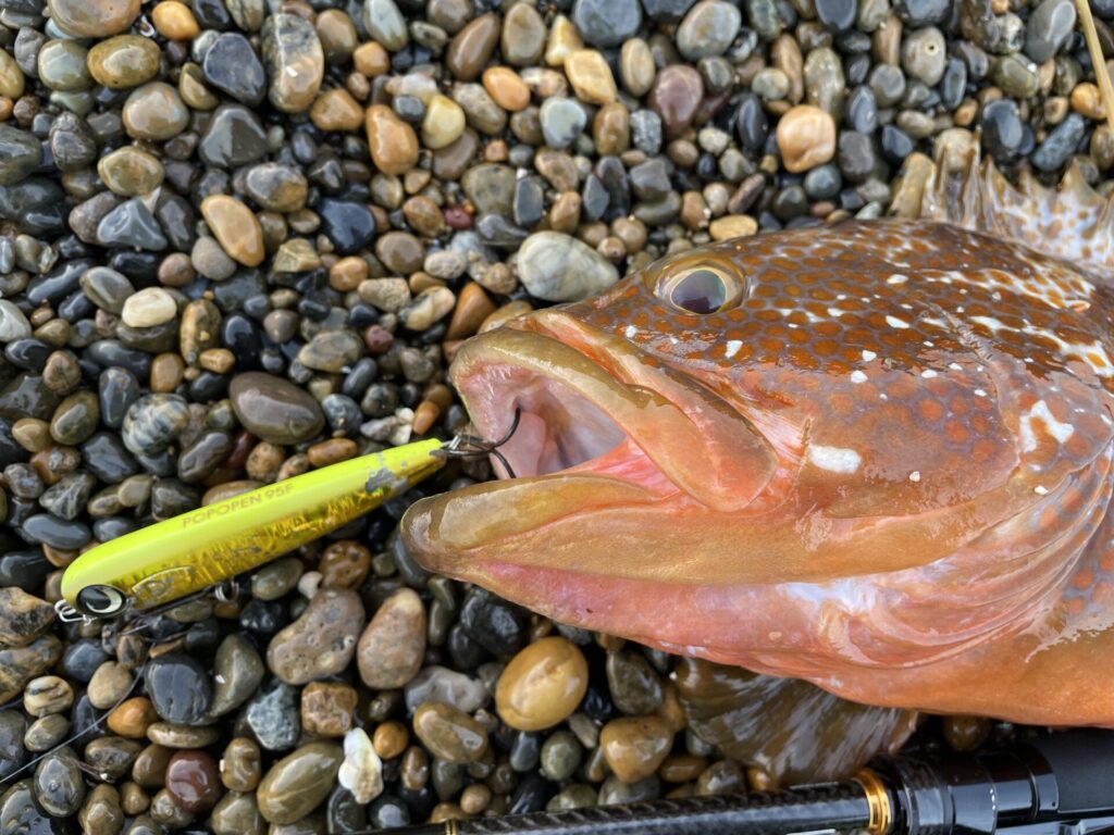 トップで釣れたキジハタの写真。