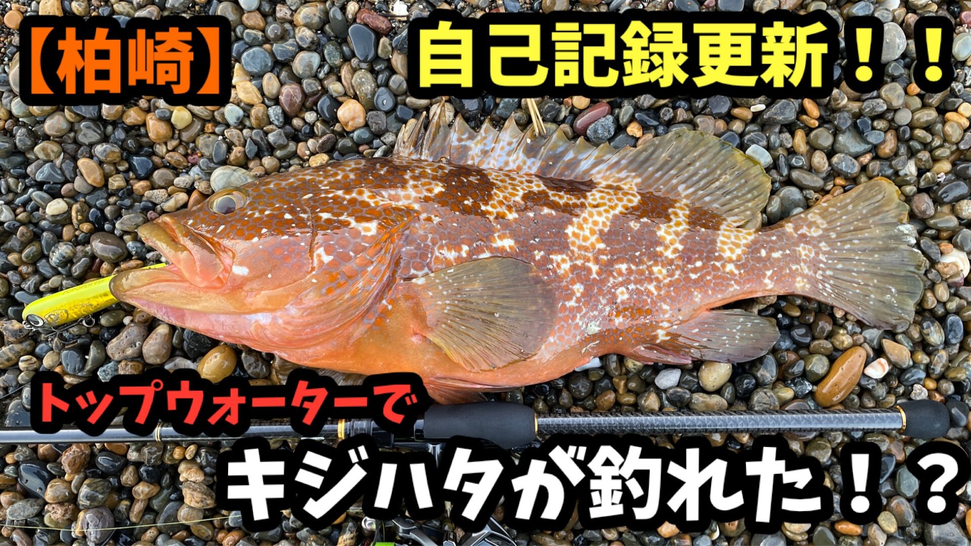 トップウォータープラグで自己記録更新のキジハタが釣行記事の写真。