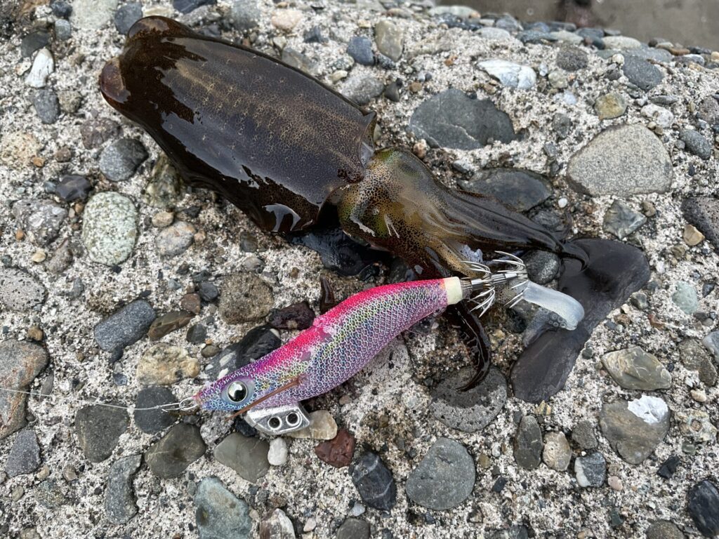 2025年アオリイカ1杯目の写真。