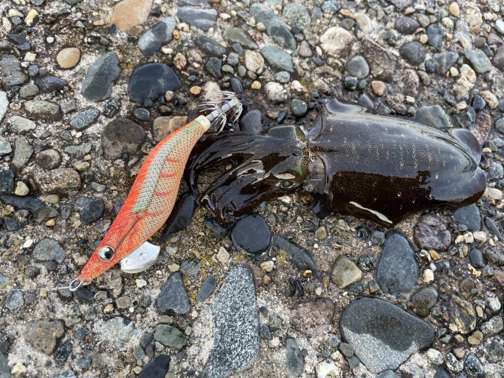 2025年エギ王Live2.5号のオレンジソルベで釣ったアオリイカの写真。