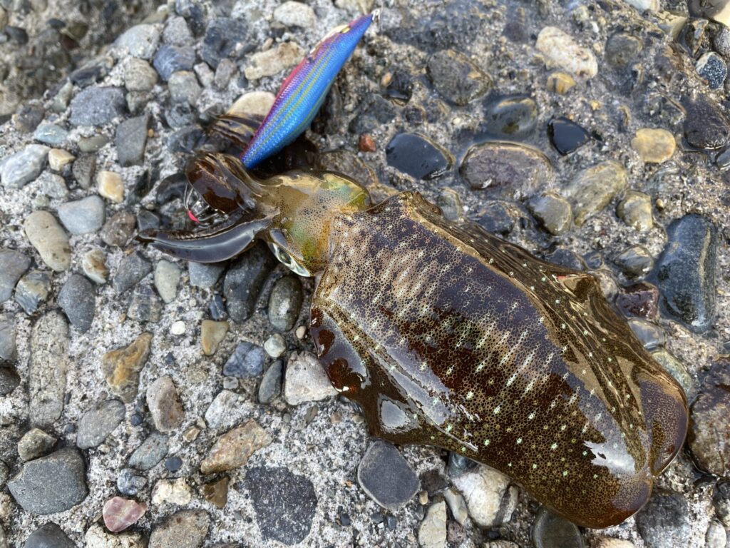 サイトで掛けたアオリイカの写真。