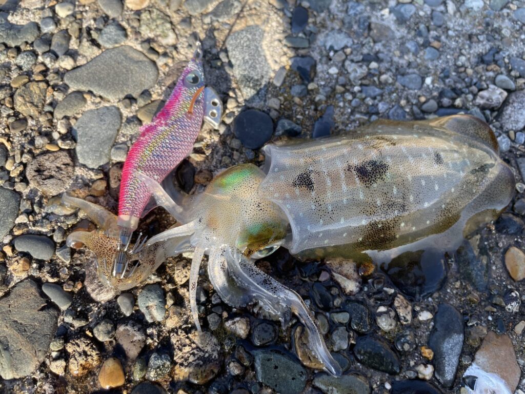 ラインでアタリを取って掛けたアオリイカの写真。