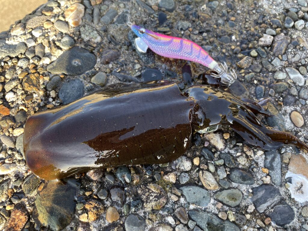 2025年エギングで釣ったアオリイカの写真。