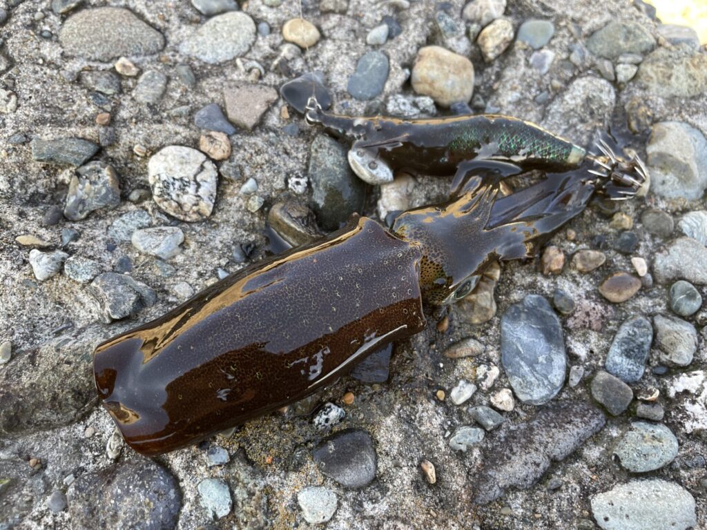 エギ王Live2.5号のブルーポーションで釣ったアオリイカの写真。