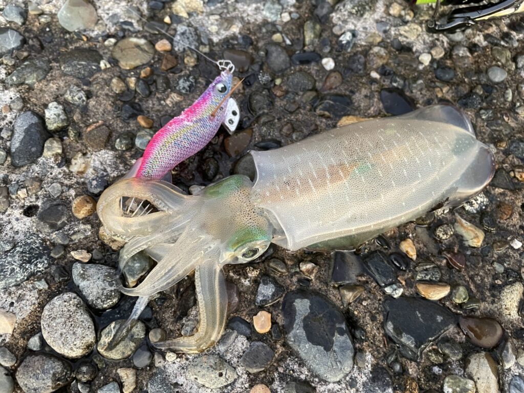 エギ王K2.5号のムラムラチェリーで釣ったアオリイカの写真。
