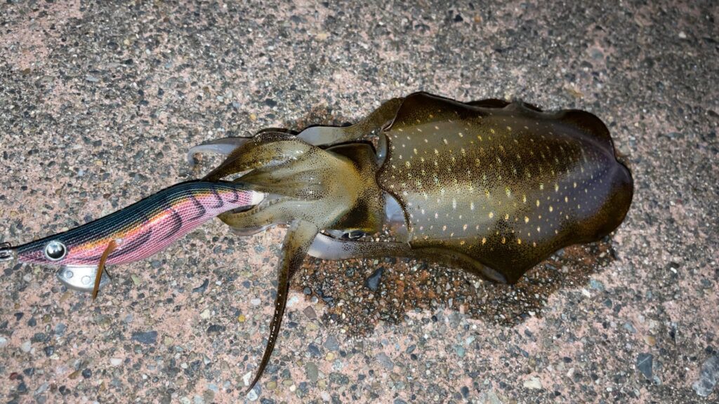 エギ王Live2.5号の軍艦グリーンで釣ったアオリイカの写真。