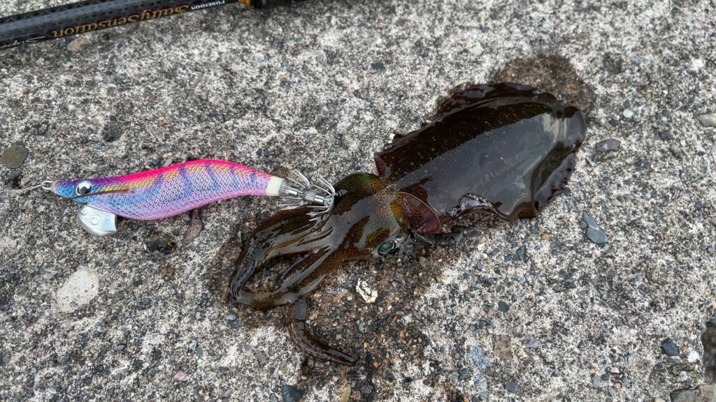 2025年サーフエギングで釣ったアオリイカの写真。