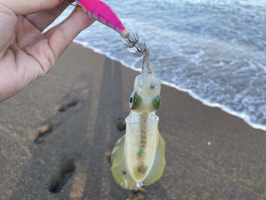 上越サーフでエギングで釣ったアオリイカの写真。