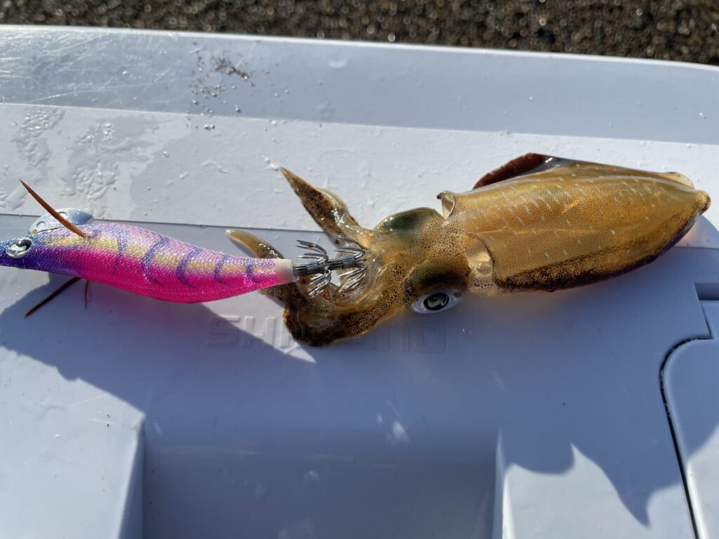 サーフエギングでサイトフィッシングした時に釣ったアオリイカの写真。