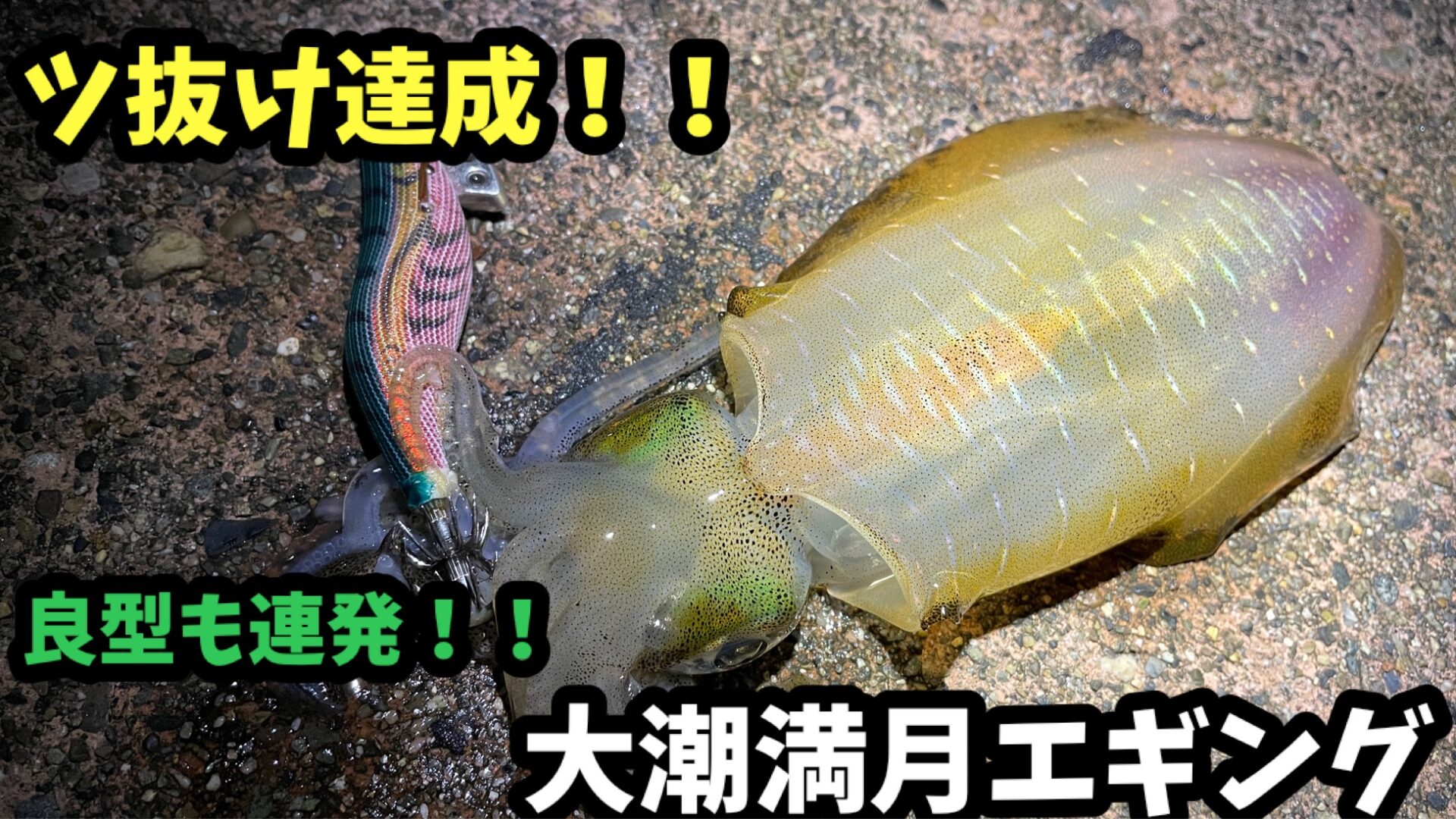 残り1組早い者勝ち　人気ブランド　アオリイカ　秋イカ　エギ　2.5号　22本 残り1組早い者勝ち 人気ブランド アオリイカ 秋イカ エギ 2.5号 22本