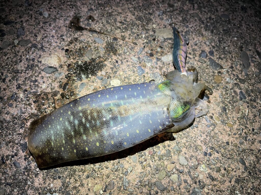 夕マズメに掛かったアオリイカの写真。