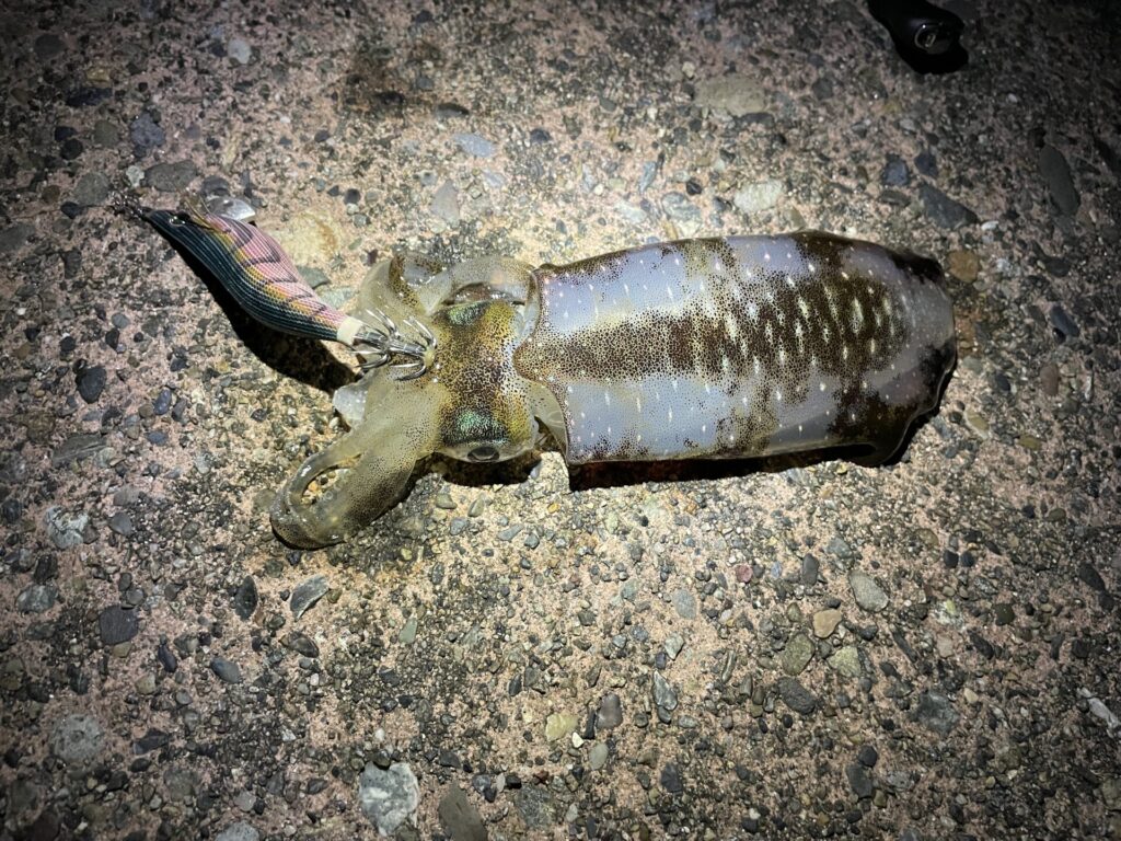 連続でヒットしたアオリイカの写真。