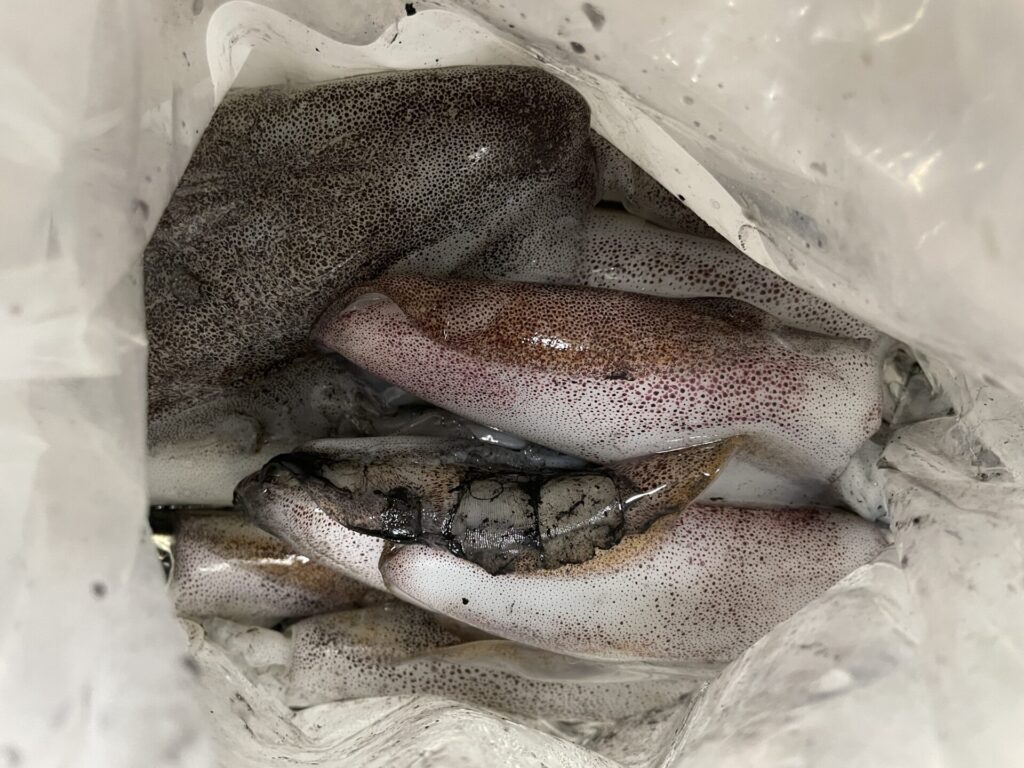 ティップランエギングの釣果写真。