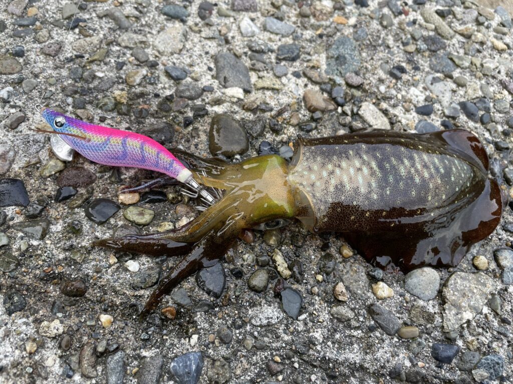 シャローエリアで釣れたアオリイカの写真。