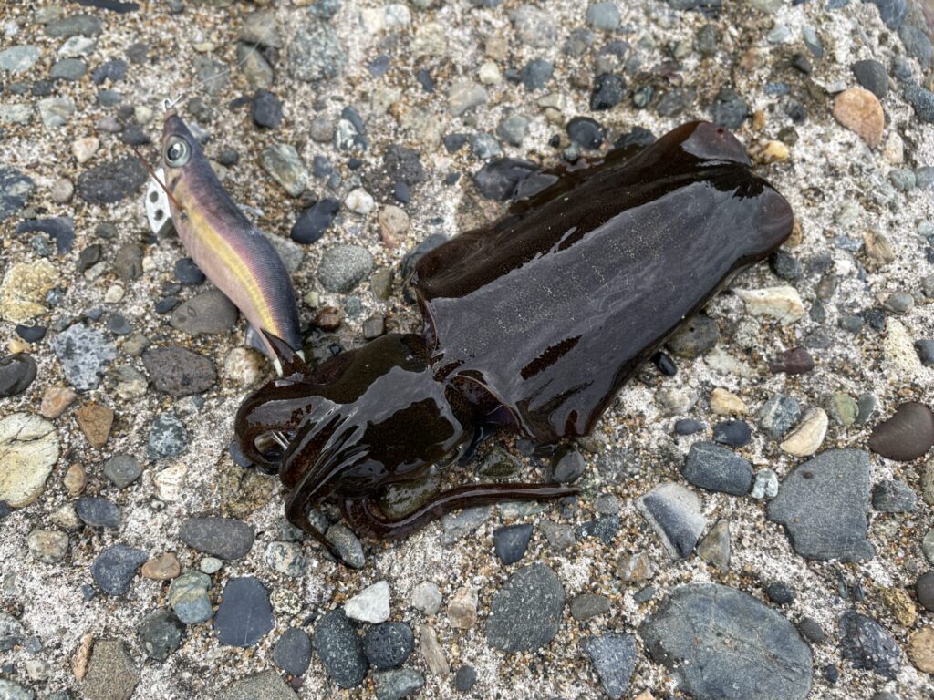 エギをチェンジして直ぐに抱いてきたアオリイカの写真。