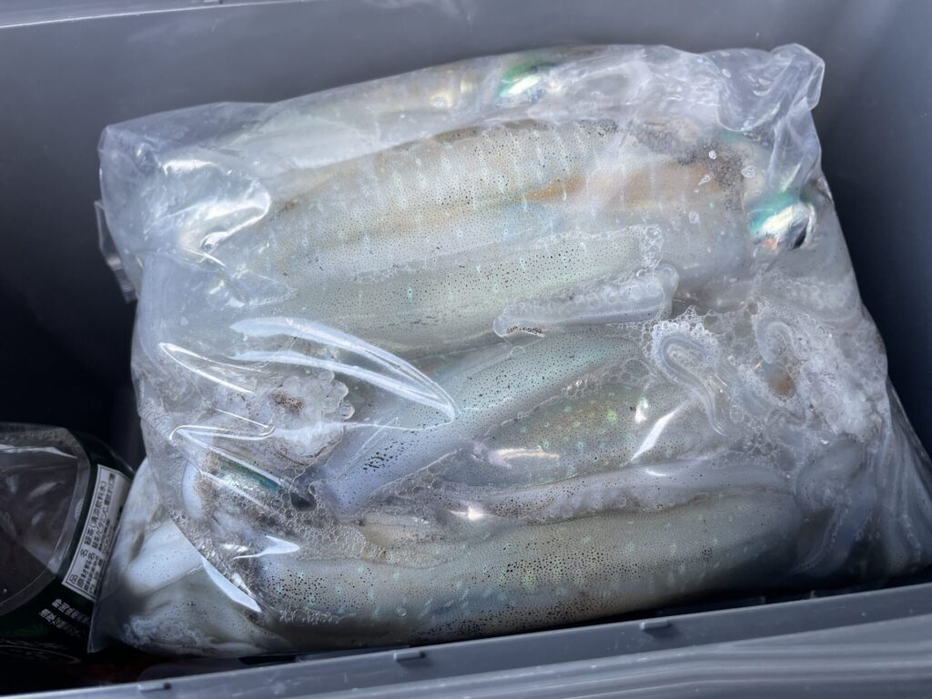 ティップランエギングで釣ったアオリイカの写真。