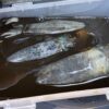ティップランエギングで釣ったアオリイカを沖漬けにした時の写真。