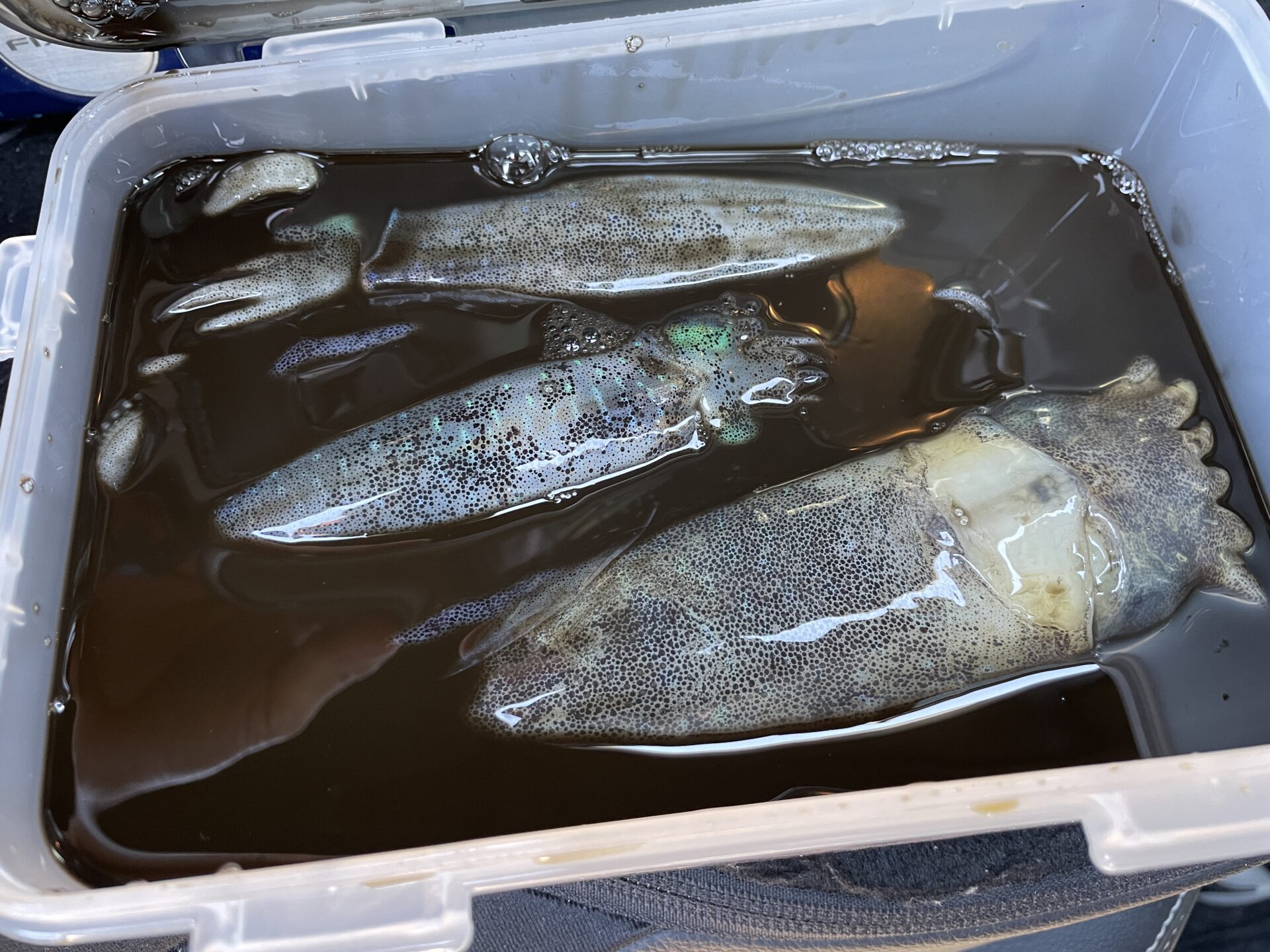 ティップランエギングで釣ったアオリイカを沖漬けにした時の写真。