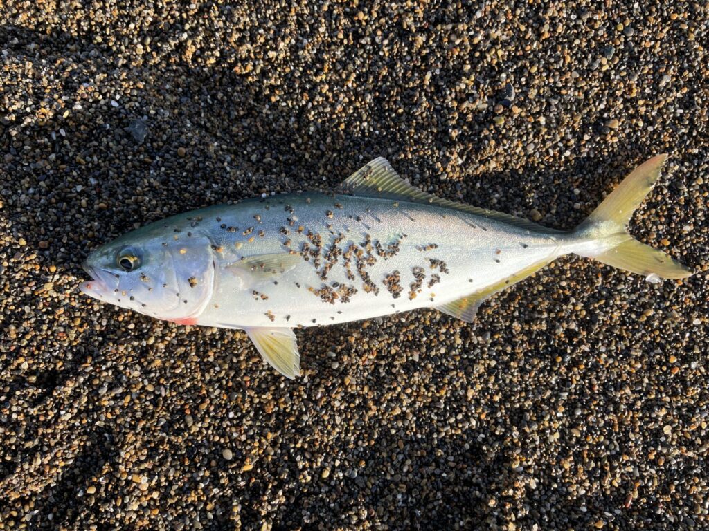 上越サーフで釣れた青物の写真。
