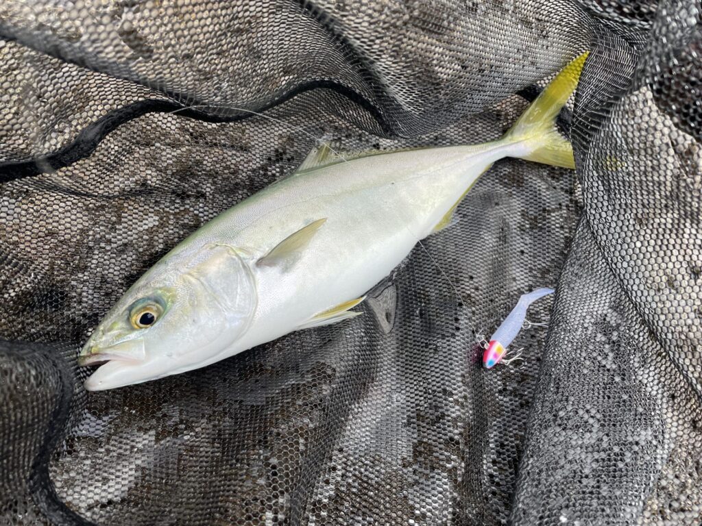 ストライクヘッドミニで釣れたワカシの写真。