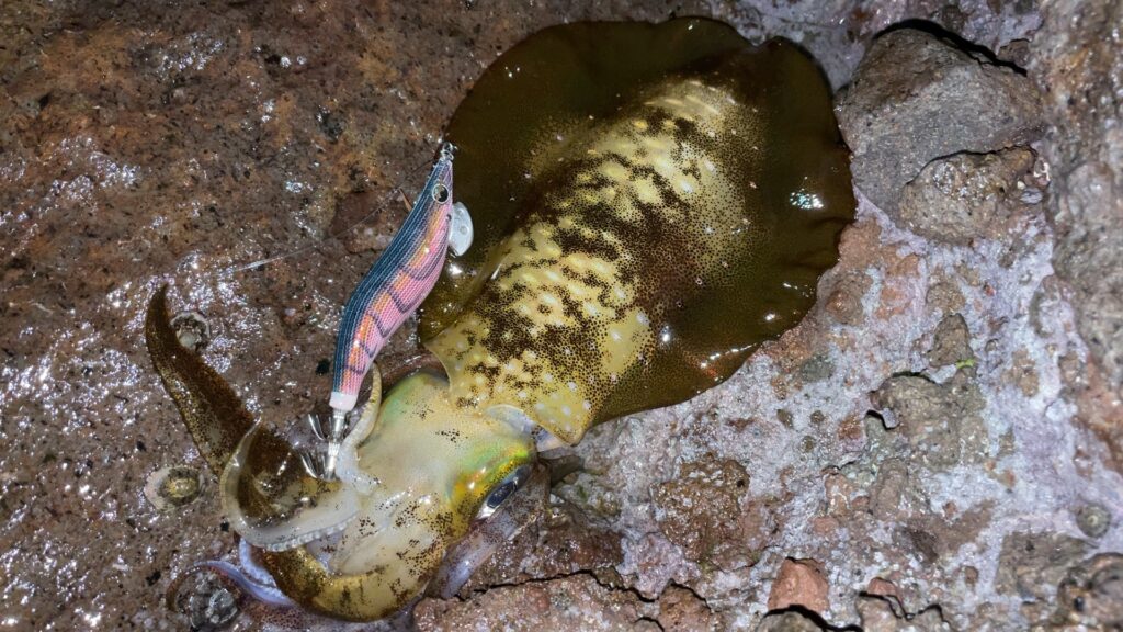 この日の1杯目のアオリイカの写真。