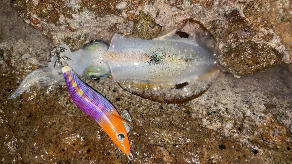 ピックアップ直前で抱いてきたアオリイカの写真。