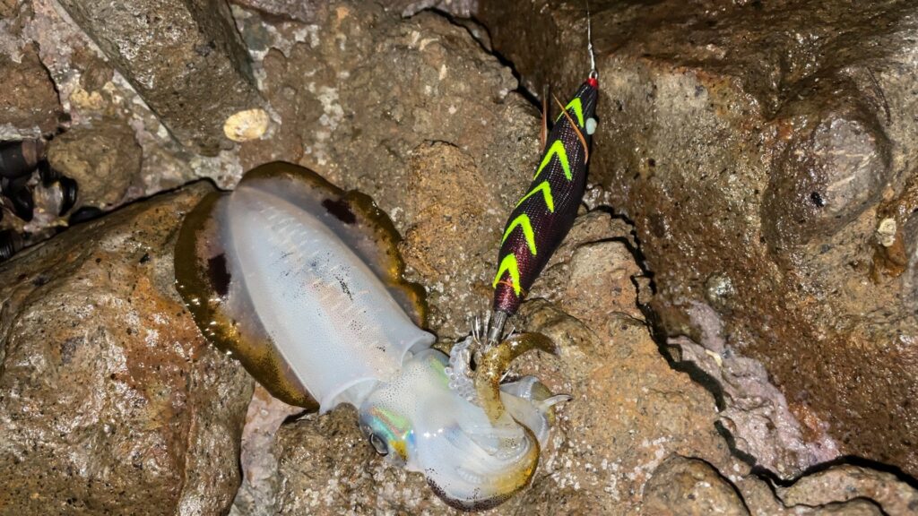 餌木猿2.5号で釣ったアオリイカの写真。