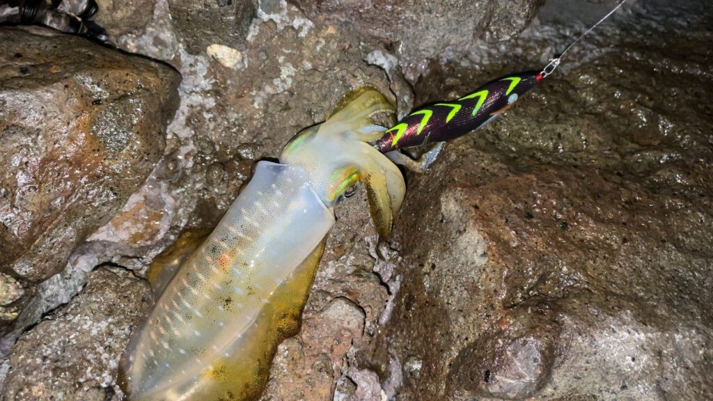 餌木猿2.5号で連続ヒットしたアオリイカの写真。