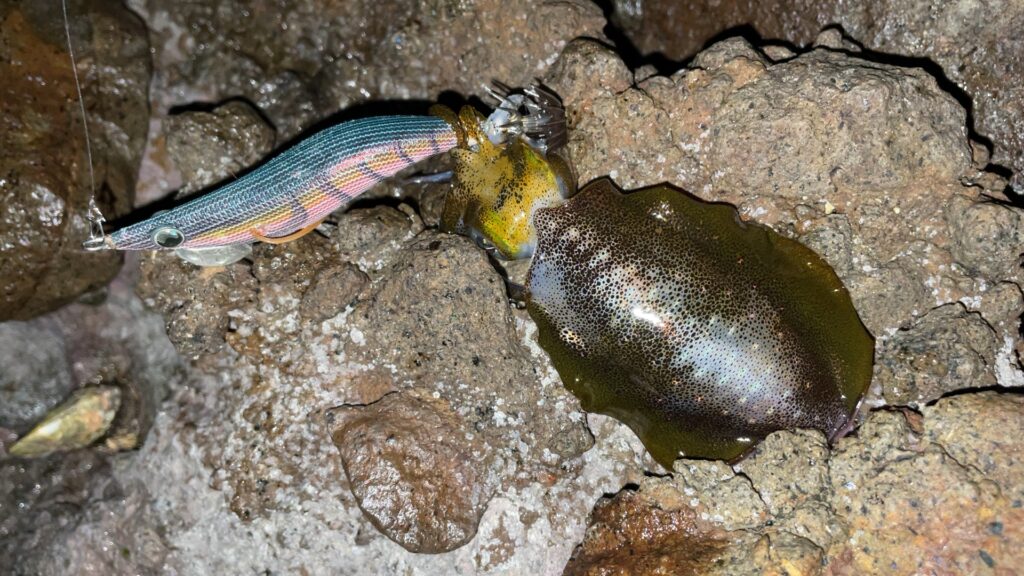 小さいサイズのアオリイカの写真。