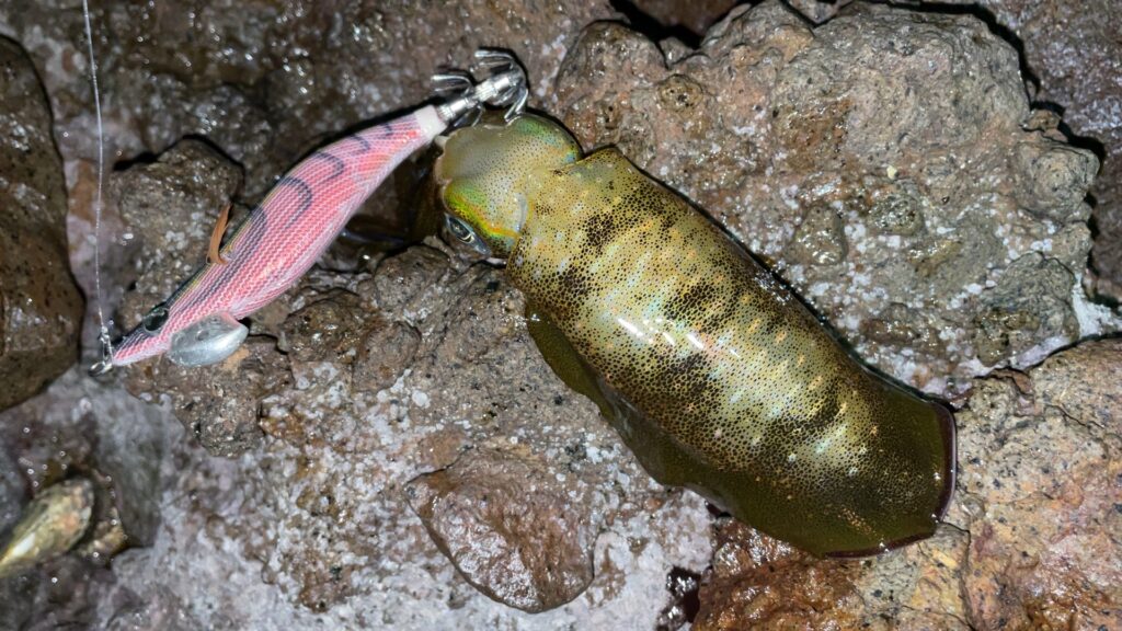 2連続で釣れたアオリイカの写真。