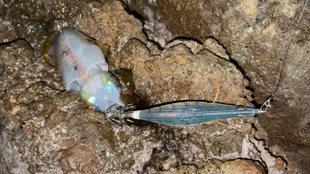 3連荘で釣れたアオリイカの写真。