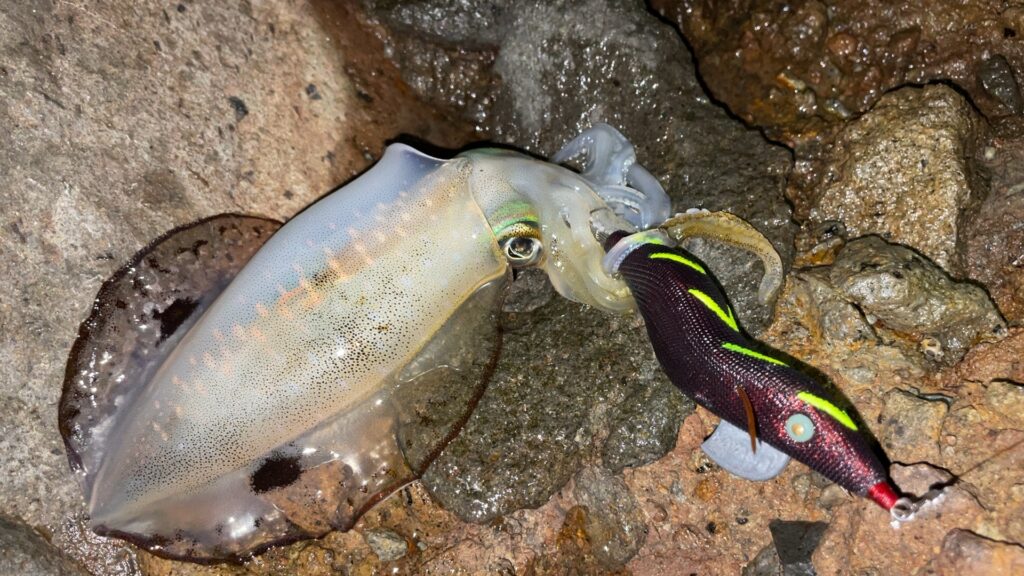 移動後直ぐに釣れたアオリイカの写真。
