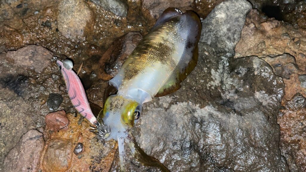 ツ抜け達成したアオリイカの写真。