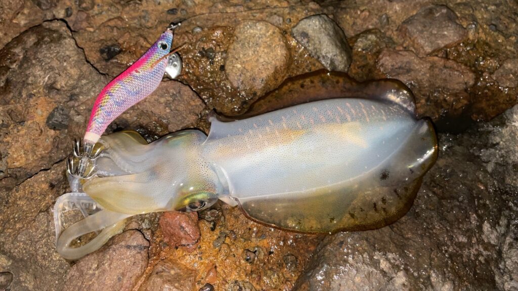 釣れたアオリイカの写真。