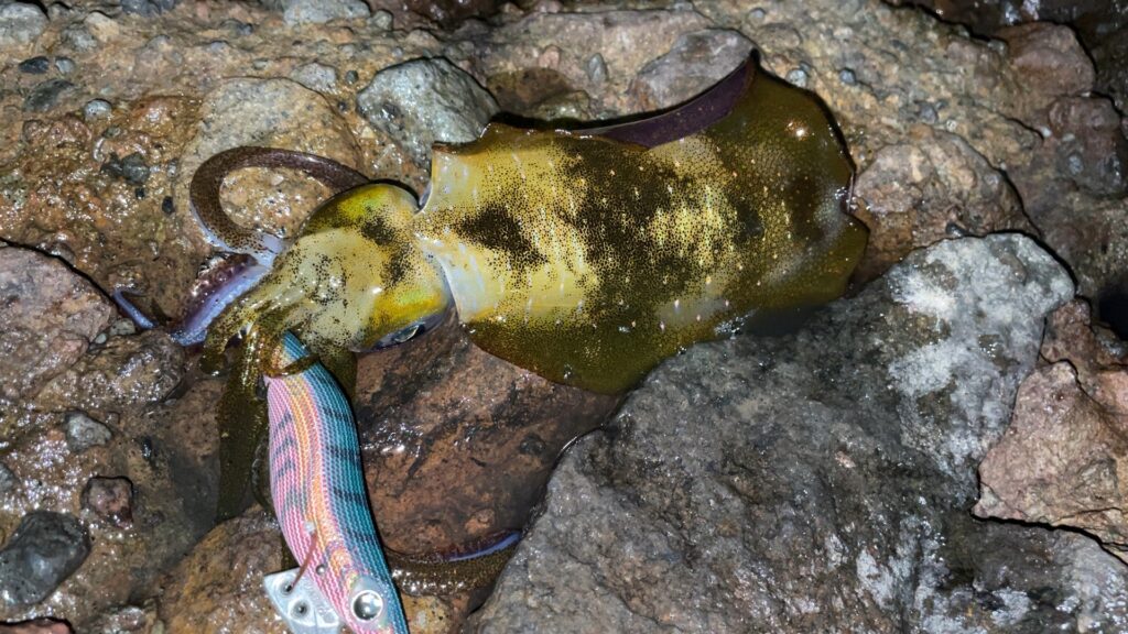 忘れた頃に釣れたアオリイカの写真。