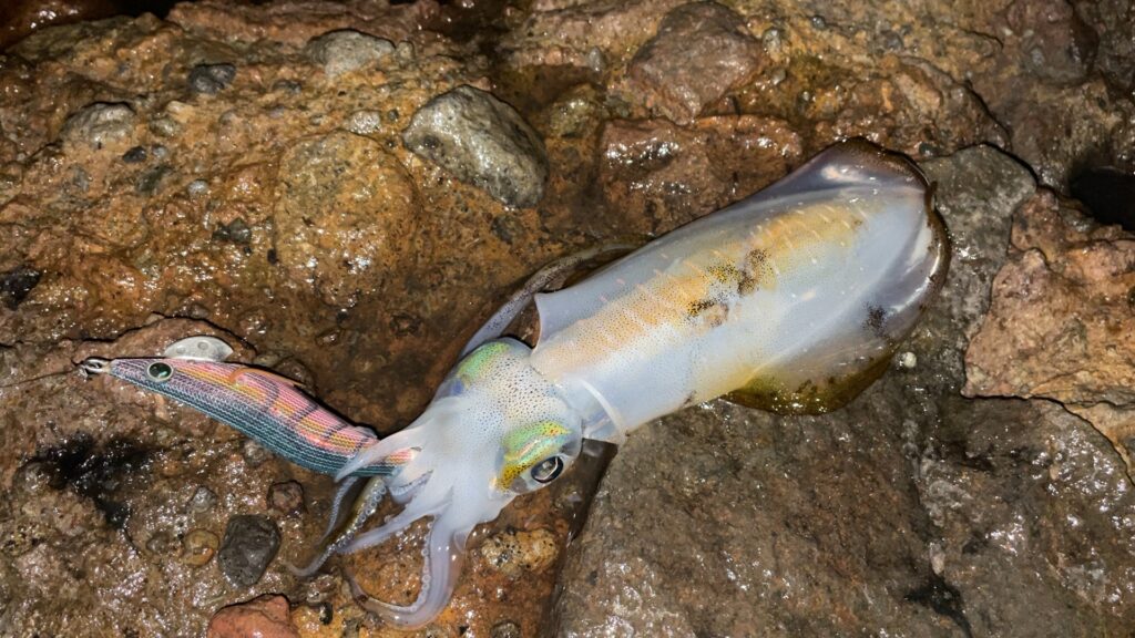 アオリイカの写真。