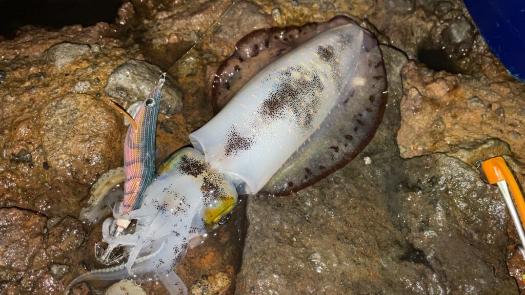 この日ラストのアオリイカの写真。