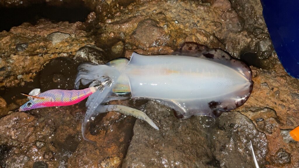 ムラムラチェリーで釣れたアオリイカの写真