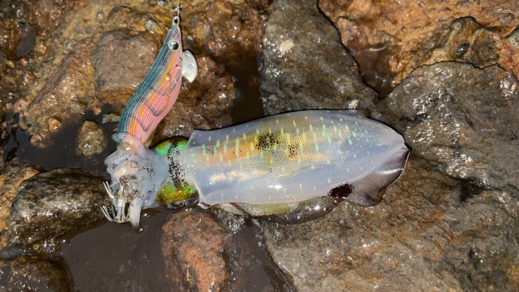 エギ王Live2.5号の軍艦グリーンで釣れたアオリイカの写真。