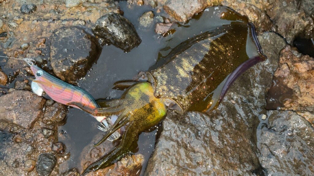 軍艦グリーンで釣れたアオリイカの写真。