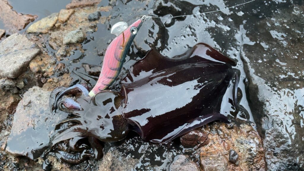 軍艦グリーンで連発したアオリイカの写真。