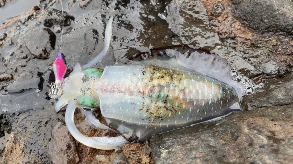 ラインに出たアタリをアワセて釣ったアオリイカの写真。
