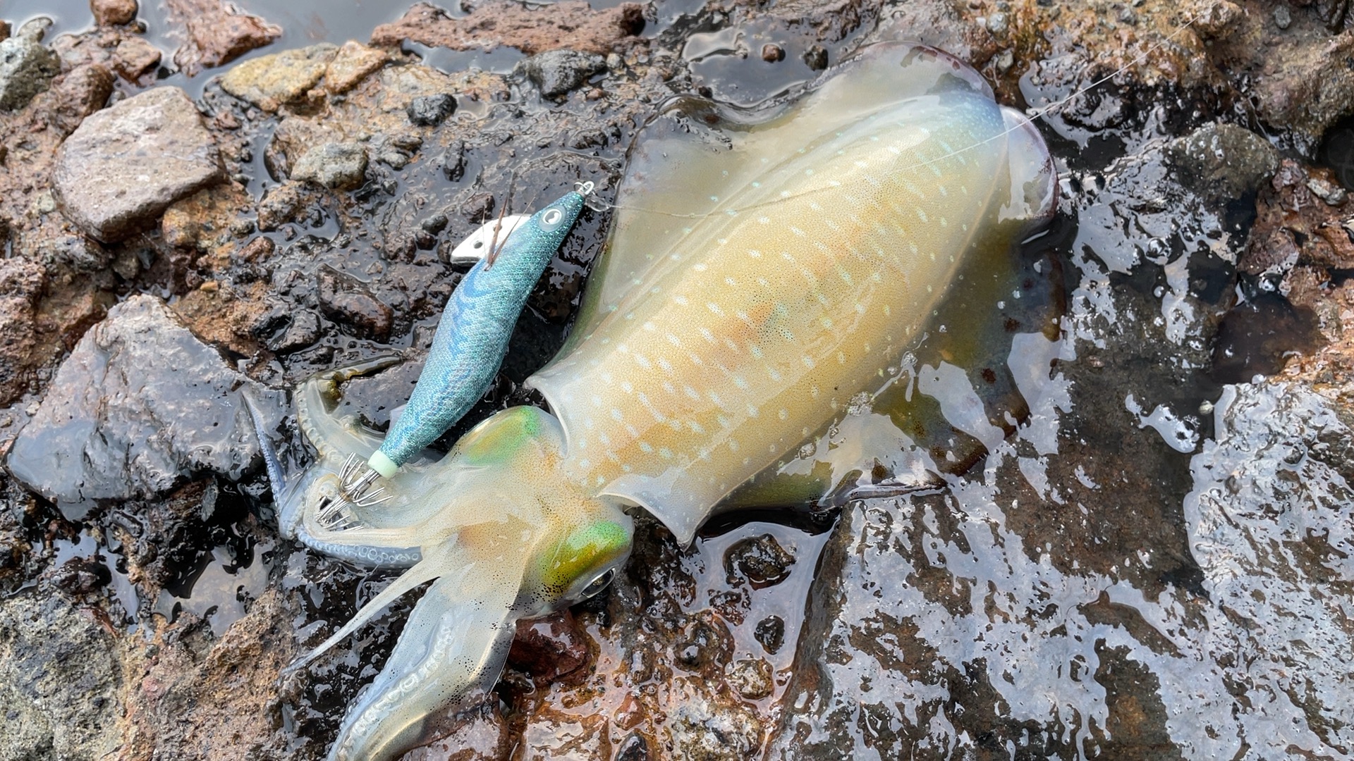 ポラマジメジナで釣れたアオリイカの写真。