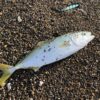 上下浜で釣れた青物の写真。