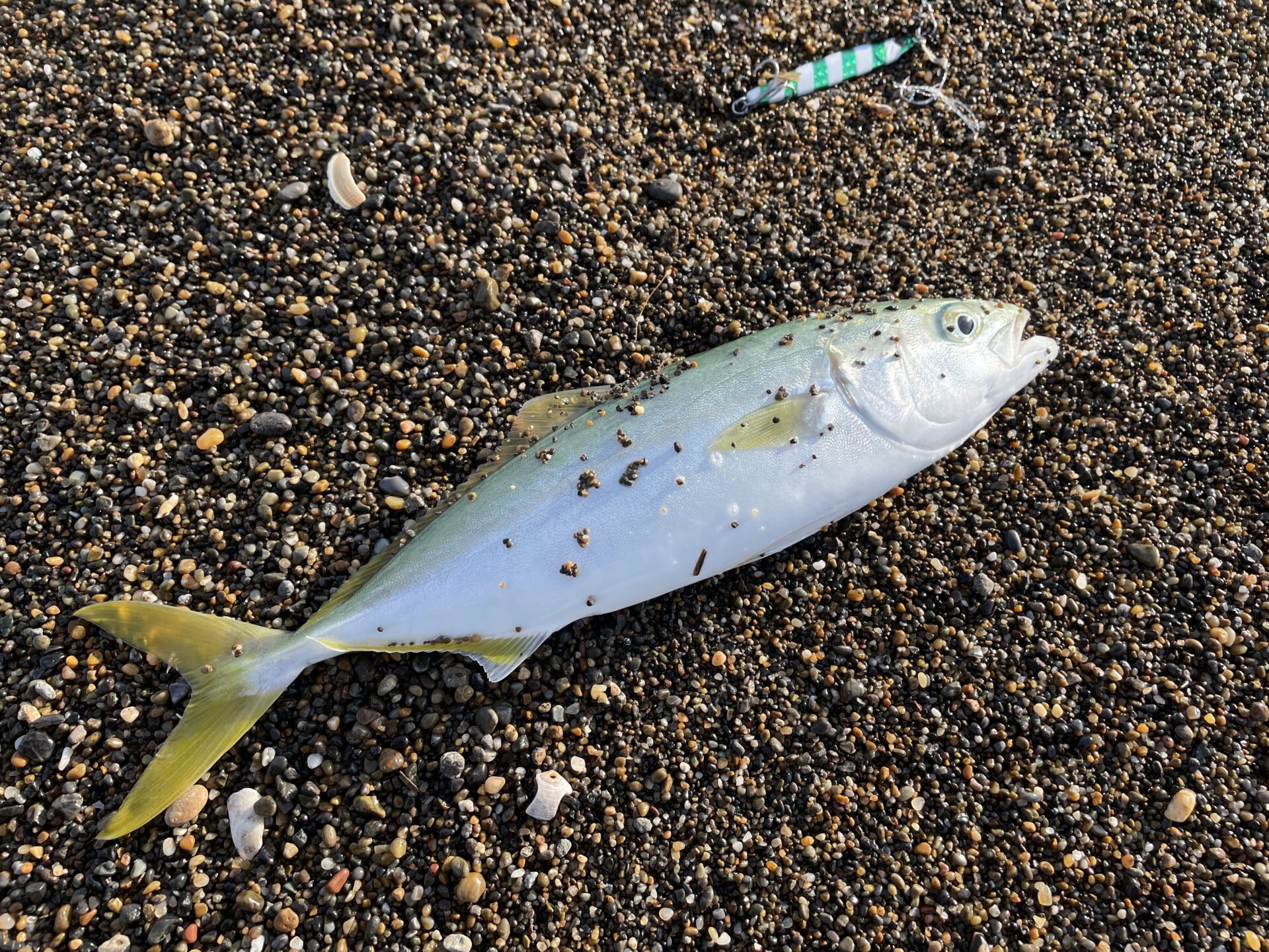 上下浜で釣れた青物の写真。